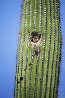 Nighttime Bird Photography Stampe: Elf Owl