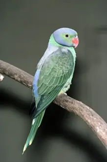 Wildlife Birds Photos Stampe: Emerald Collared