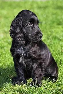 Cane Stampe: Cacciatore inglese spaniele