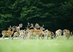 Stefan Meyers Photos Stampe: Fallow Deer