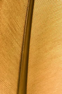 Close Up Bird Feather Stampe: Feather - close up detail