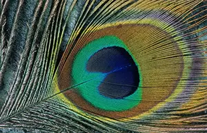 Johan De Meester Art Stampe: Feather of a peacock