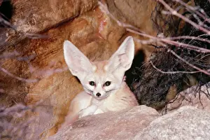 Volpe Fennec Stampe: Lupo fenneco