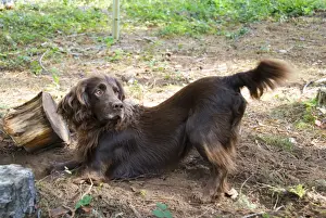 Gundog Dogs Stampe: Field Spaniel