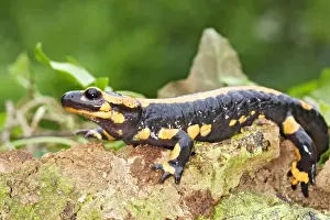 European Salamanders Stampe: Fire Salamander