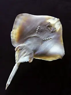 Marine Life Photography Prints Stampe: Fish - ray - underside