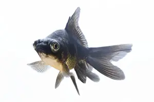 Studio Shot Of A Fish Stampe: Fish - in studio
