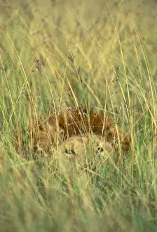 African Lion Photos Stampe: FL 2965