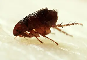 Wildlife Pest Control Stampe: Flea Biting