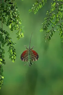 Exotic Animal Photography Stampe: Flying Lizard