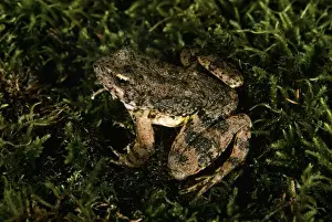 Wildlife Amphibians Stampe: Foothill Yellow-legged Frog
