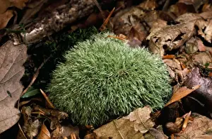 UK Woodland Scenes Stampe: Fork Moss