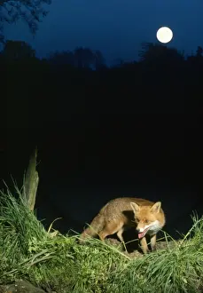 John Daniels Wildlife Photographer Stampe: Fox - in moonlight