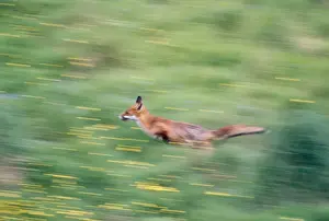 John Daniels Photographer Stampe: Fox - running