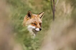 British Wildlife Nature Images Stampe: Fox - UK