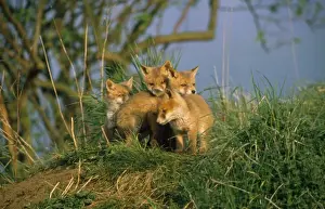 Stampe di Fox SM 532 - cuccioli giovani di Stefano Meyer Immagini datate 2011 ottobre: Vulpes giovane