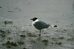 Bird Photography Prints Stampe: Franklin's Gull
