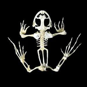 Jean Michel Labat Artwork Prints Stampe: Frog Skeleton