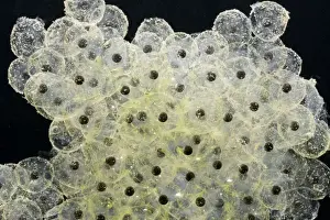 Common Frog Spawn Stampe: Frogspawn – fresh - common frog – 0