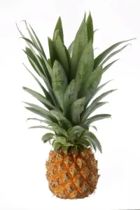 Stampe di LA 1042 Fragola Gianni Micolabà Si prega di notare che le stampe sono destinata solo a scopi di visualizzazione personale e potrebbero non essere riprodotte in alcun modo Frutta E Verdura Stampe: Pineapple