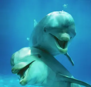 Delfini E Balene Stampe: Delfino bottafole due insieme