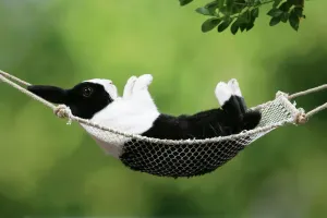 Piccoli Animali Domestici Stampe: Coniglio nella tenda