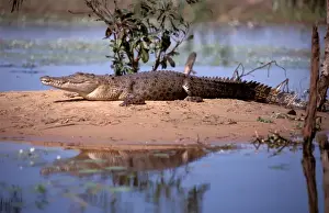 Reptile Photography Australia Stampe: FWO00237