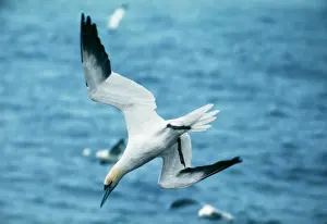 Stampe di Gannet del Nord AEB-1610 - immersione al mare Morus bassanus ex: Sula bassana Suliformi Stampe: Caccia al Gannete