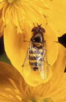 Syrphus Ribesii Stampe: Garden Hoverfly