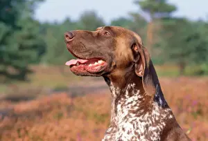 Stampe di JD-14625 Cane da segugio tedesco Cani di taglia media Giovanni Danielli Si prega di notare che le stampe sono destinate solo a scopo personale e non possono essere riprodotte in alcun modo Puntatore Stampe: Cane da Puntura corto di ciocche tedesco