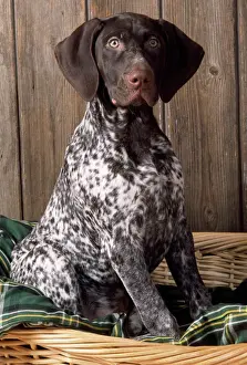 Cane Stampe: Cane da segugio tedesco corto cioccolato