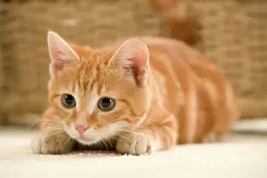 Jean Michel Labat Artist Stampe: Ginger Cat