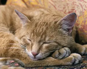 Jean Michel Labat Artist Stampe: Ginger Cat Sleeping