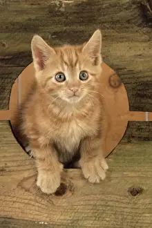 Cute Kittens Playing Stampe: Ginger Kitten