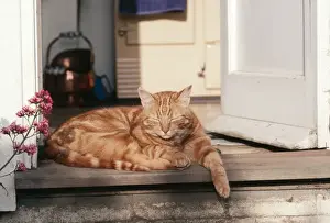 Male Domestic Cat Stampe: Ginger Tom Cat