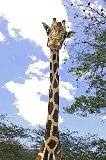 Stampe di Wat-11646 Girafegiraffa giraffacamelleriato M. Watson Prendere nota che le stampe sono destinata solo a scopo di visualizzazione personale e potrebbero non essere riprodotte in alcun modo Giraffidi Stampe: Giraffe