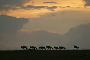Wild Animal Photography Prints Stampe: Gnu / Wildebeest - herd