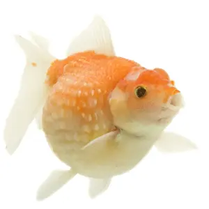 White Background Fish Photos Stampe: Goldfish - in studio