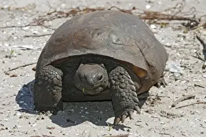 Animal Wall Decorations Stampe: Gopher Tortoise