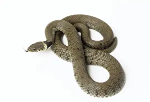 Ringed Snake Images Stampe: Grass Snake