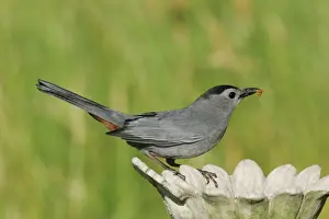 Personal Use Bird Prints Only Stampe: Gray Catbird