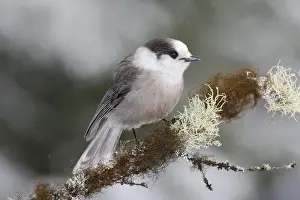 Personal Use Bird Prints Only Stampe: Gray Jay