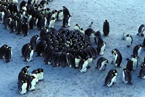Emperor Penguin Chicks Stampe: GRB02245