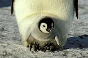 Emperor Penguins In Antarctica Stampe: GRB02306