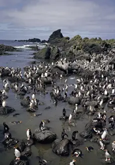 Penguin Colony Images Stampe: GRB03075