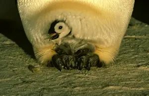 Penguin Parenting Behavior Stampe: GRB0962d