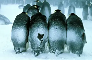 Penguin Parenting Behavior Stampe: GRB0975d