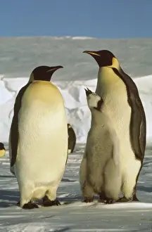 Emperor Penguin Family Stampe: GRB3177d