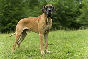 Great Dane Breed Stampe: Great Dane