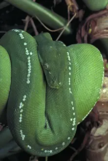 Australian Reptiles Stampe: Green Python - Coiled